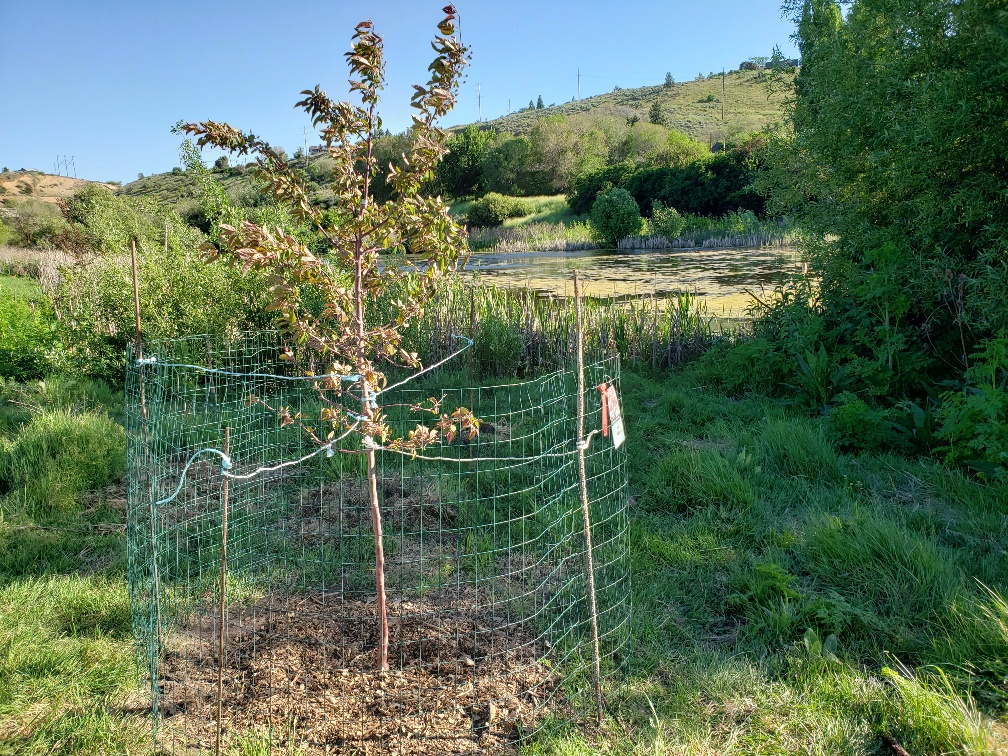 Tree and Bench Commemorative Ceremony August 18, 2020