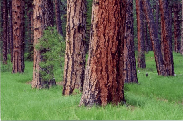 LWV Oregon New Position on Forests